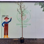 Figovník jedlý (Ficus carica) ´FIROMA®´ - výška 200-250 cm, obvod kmeňa 8/10 cm, kont. C18L (-20°C)